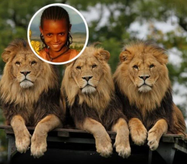 12-Year-Old Kidnapping Victim Found Protected by Lions in Astonishing Case of Animal Intervention