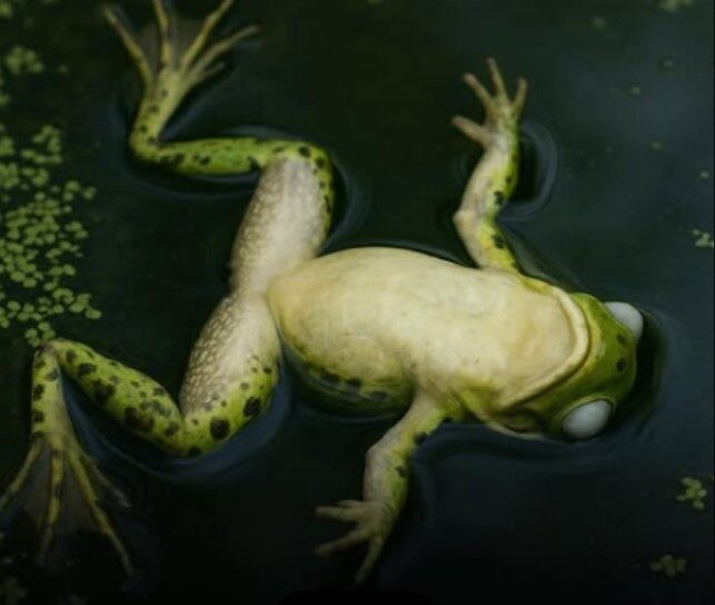 Female Frogs Found to Fake Their Deaths to Evade Mating Advances, Study Reveals
