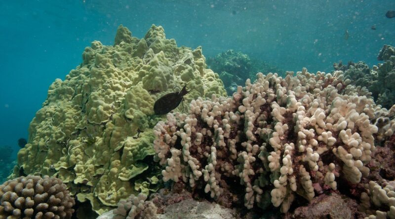 DYING CORAL BROUGHT BACK TO LIFE IN DAYS: Bleached Coral Recovers Just by Touching a Healthy Twin