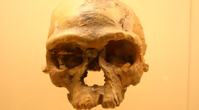 What Did the First Homo Sapiens Look Like? Scientists Rebuild a 315,000-Year-Old Face From Morocco
