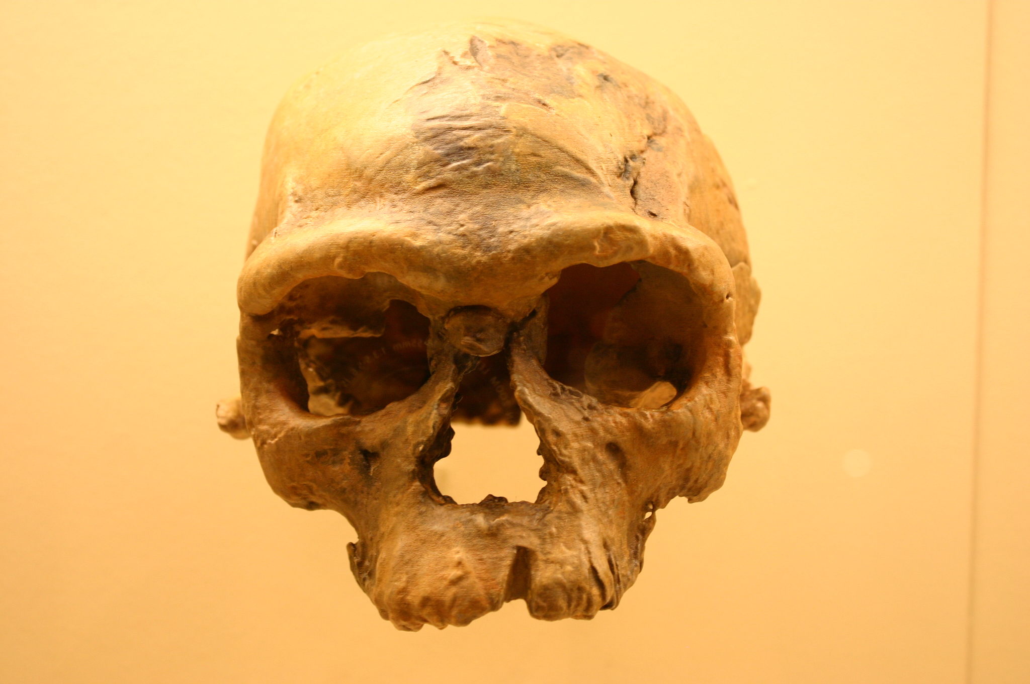 What Did the First Homo Sapiens Look Like? Scientists Rebuild a 315,000-Year-Old Face From Morocco
